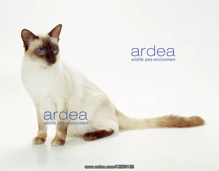 : CAT - Balinese Chocolate Point - Semi Long-hair : CAT - Balinese Chocolate Point - Semi Long-hair