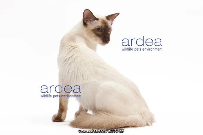  : Cat - Balinese Chocolate point in studio