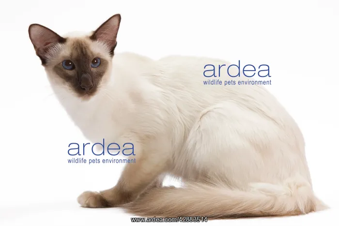  : Cat - Balinese Chocolate point in studio