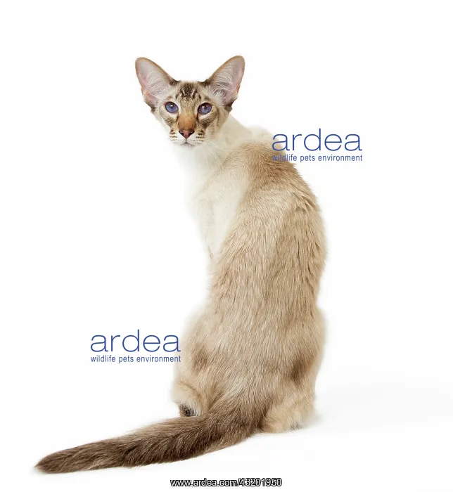 : Cat - Balinese Chocolate Tabby Point : Cat - Balinese Chocolate Tabby Point