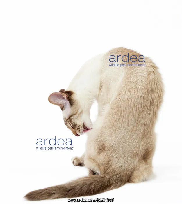 : Cat - Balinese Chocolate Tabby Point : Cat - Balinese Chocolate Tabby Point