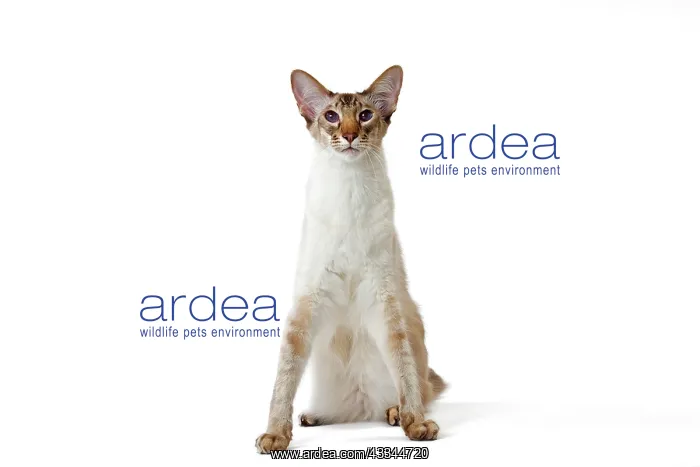 : Cat - Balinese Chocolate Tabby Point : Cat - Balinese Chocolate Tabby Point