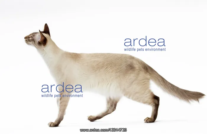 : Cat - Balinese Chocolate Tabby Point : Cat - Balinese Chocolate Tabby Point