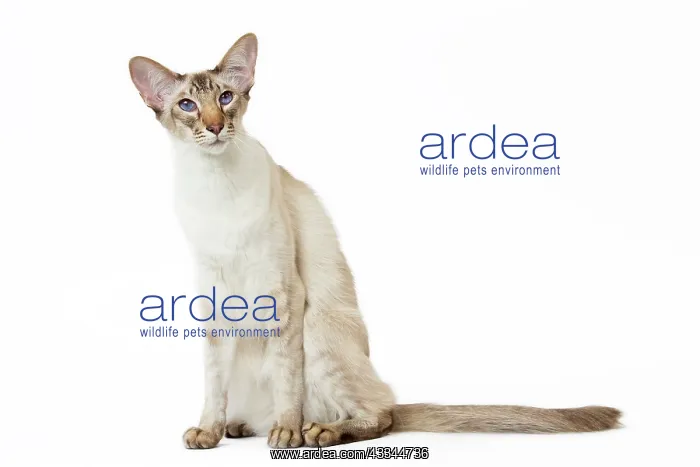 : Cat - Balinese Chocolate Tabby Point : Cat - Balinese Chocolate Tabby Point