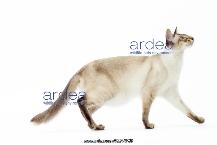 : Cat - Balinese Chocolate Tabby Point : Cat - Balinese Chocolate Tabby Point