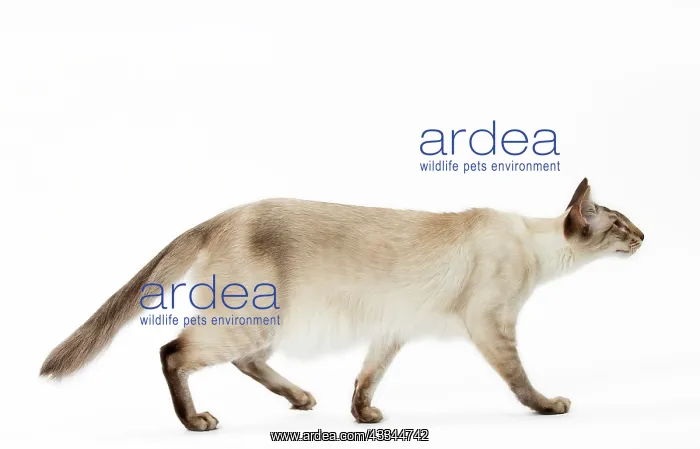 : Cat - Balinese Chocolate Tabby Point : Cat - Balinese Chocolate Tabby Point