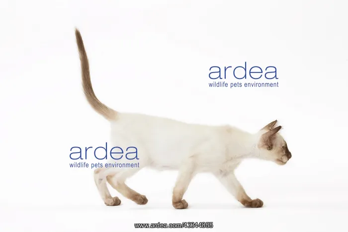 : Cat - Balinese Chocolate Tortie Point : Cat - Balinese Chocolate Tortie Point