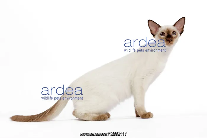  : Cat - Balinese - Kitten