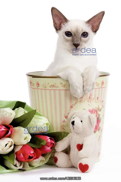 : Cat - Balinese - Kitten in bin with teddy and flowers : Cat - Balinese - Kitten in bin with teddy and flowers
