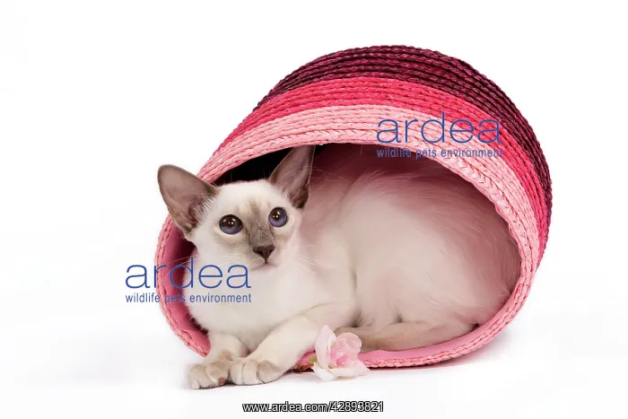 : Cat - Balinese - Kitten curled up in pink basket : Cat - Balinese - Kitten curled up in pink basket