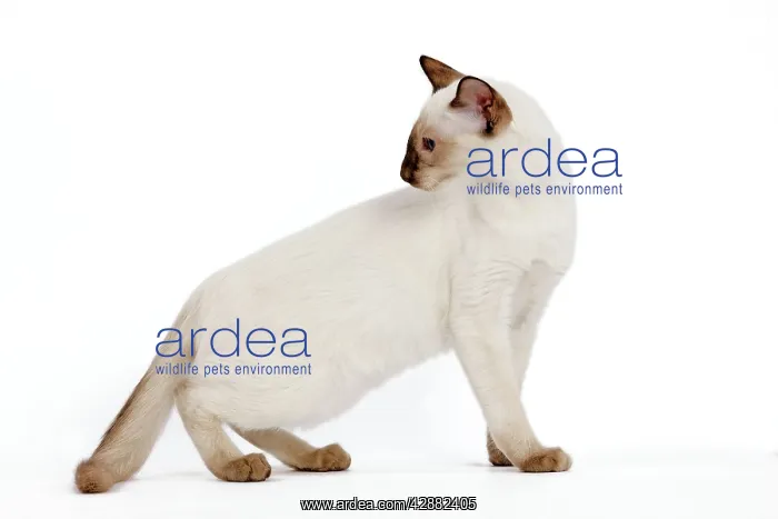 : Cat - Balinese - Kitten - kitten walking - looking back : Cat - Balinese - Kitten - kitten walking - looking back