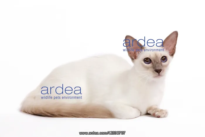  : Cat - Balinese - Kitten lying down