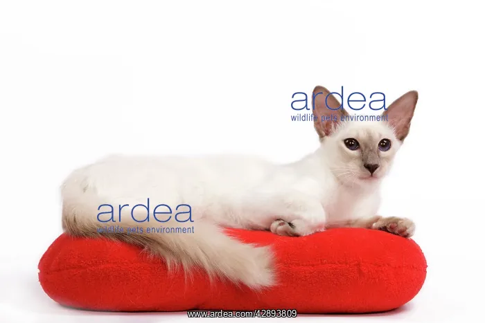 : Cat - Balinese - Kitten lying down on pillow cushion : Cat - Balinese - Kitten lying down on pillow cushion