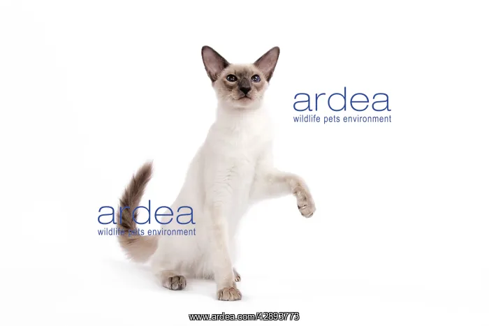  : Cat - Balinese - Kitten with raised paw