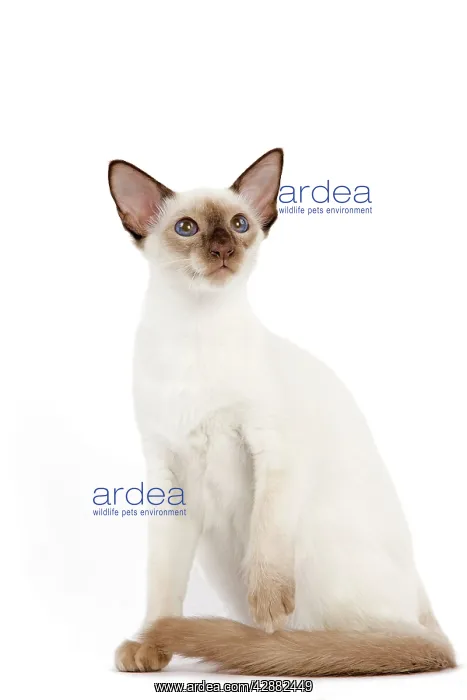 : Cat - Balinese - Kitten sitting down