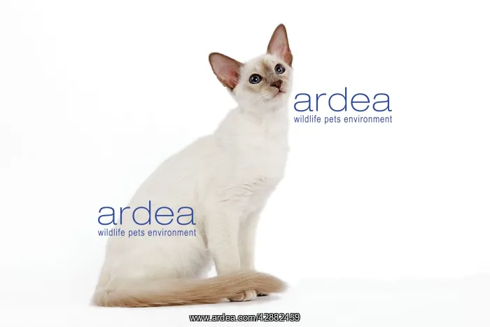  : Cat - Balinese - Kitten sitting down