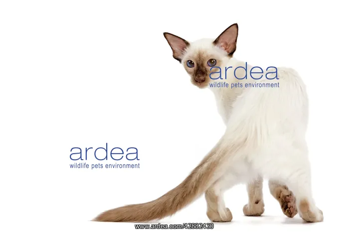  : Cat - Balinese - kitten walking - looking back
