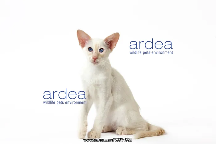 : Cat - Balinese Red Point : Cat - Balinese Red Point