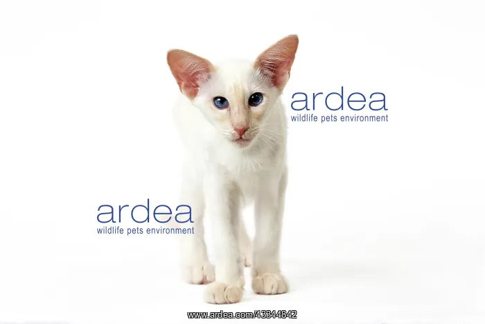 : Cat - Balinese Red Point : Cat - Balinese Red Point
