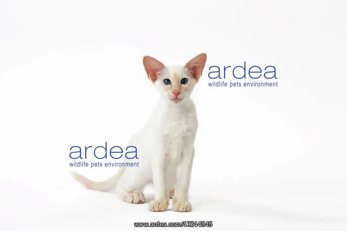 : Cat - Balinese Red Point : Cat - Balinese Red Point