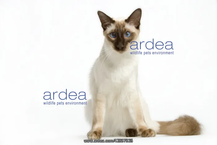  : Cat - Balinese seal point