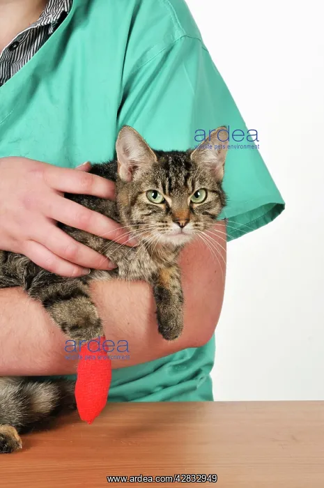 : CAT. with bandaged paw : CAT. with bandaged paw