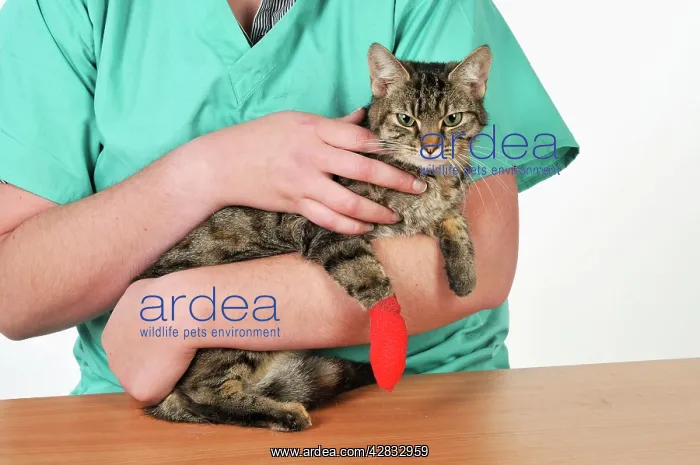 : CAT. with bandaged paw : CAT. with bandaged paw