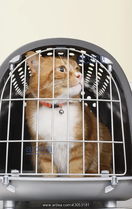  : Cat in a basket cat