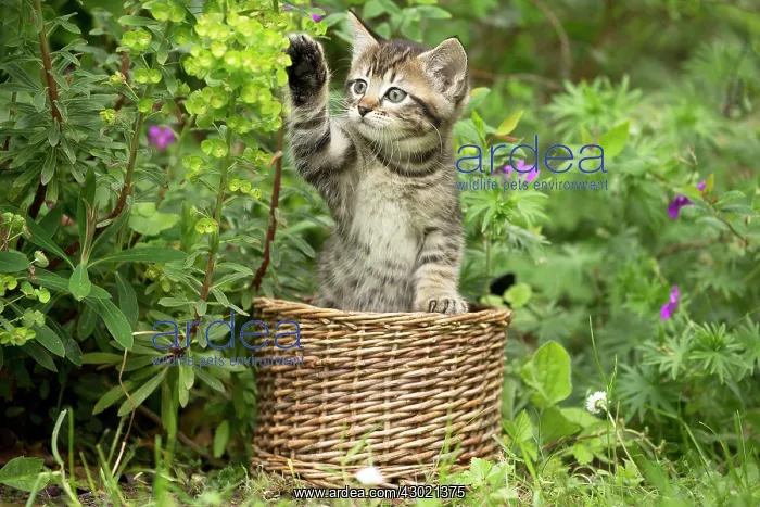  : Cat in basket with flowers