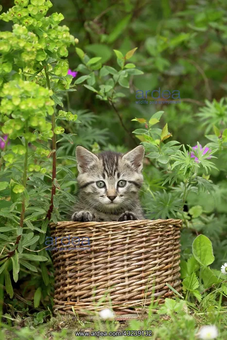  : Cat in basket with flowers
