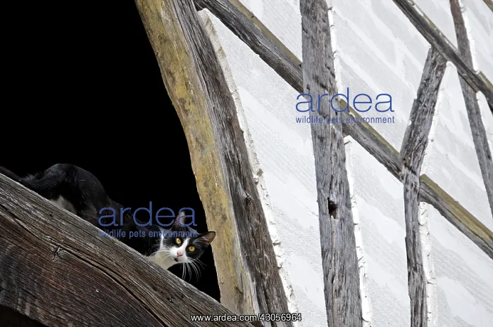 : Cat on a beam of a timbered house France : Cat on a beam of a timbered house France