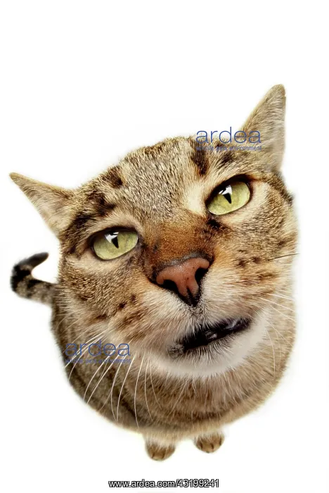 : Cat begging, seen from above : Cat begging, seen from above