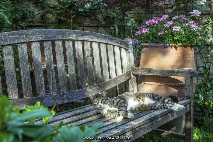 : Cat on a bench in an urban garden : Cat on a bench in an urban garden