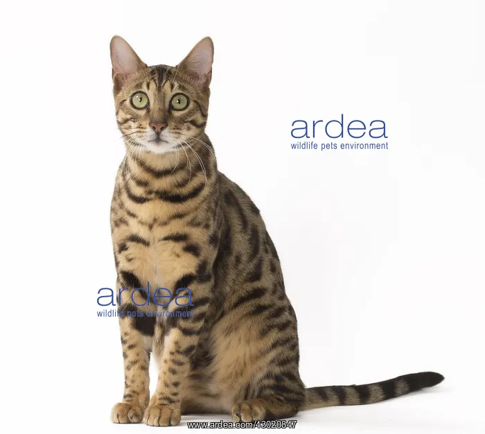  : Cat Bengal