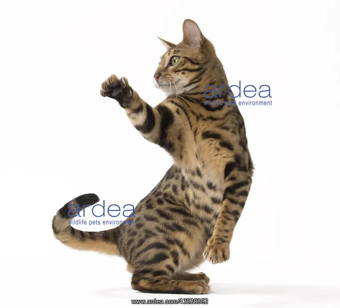: Cat Bengal : Cat Bengal