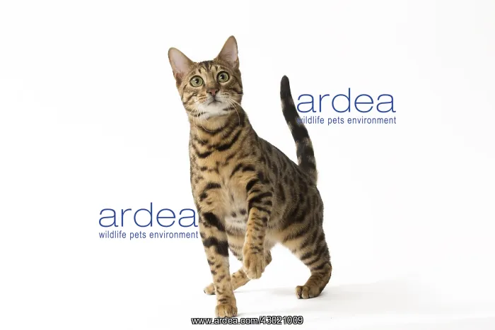  : Cat Bengal