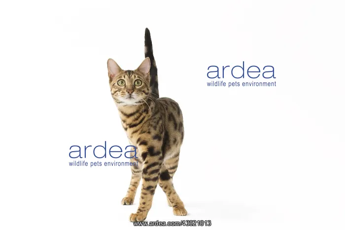  : Cat Bengal