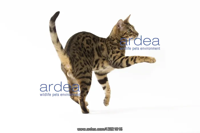  : Cat Bengal