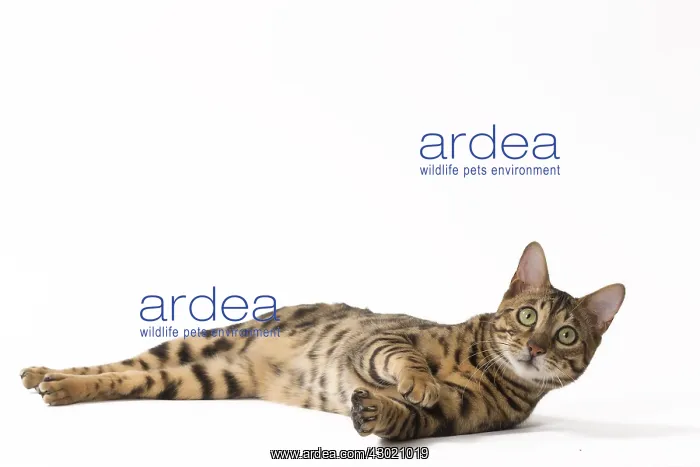  : Cat Bengal