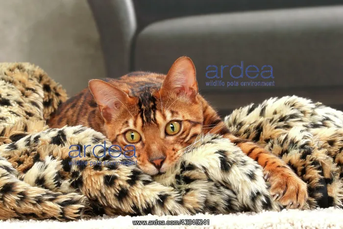  : Cat Bengal