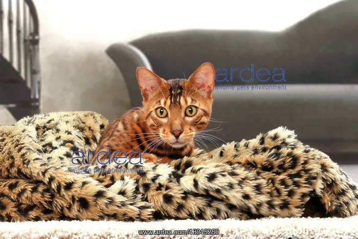  : Cat Bengal