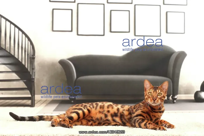  : Cat Bengal