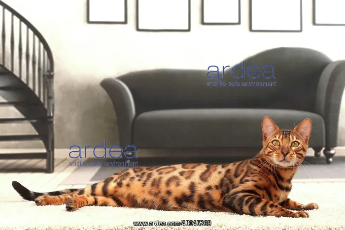  : Cat Bengal