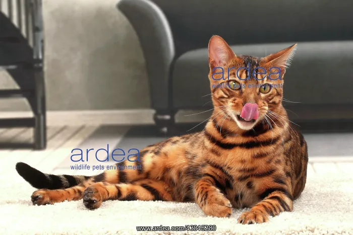  : Cat Bengal
