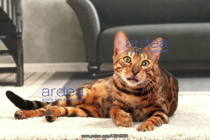  : Cat Bengal