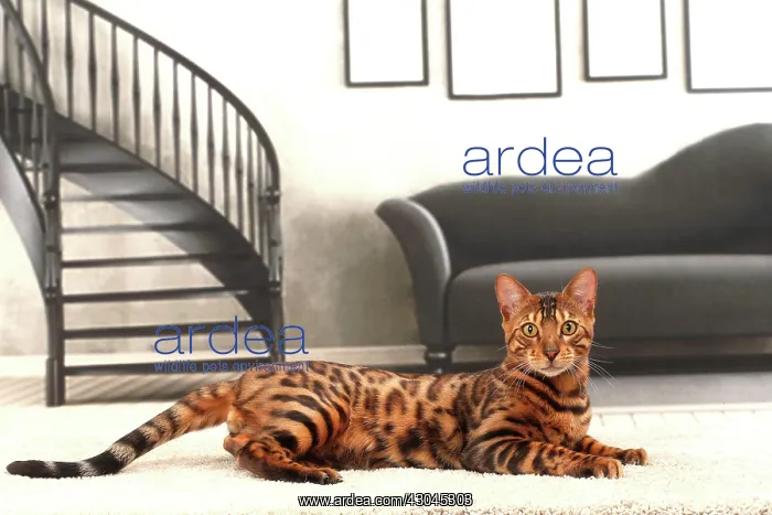  : Cat Bengal