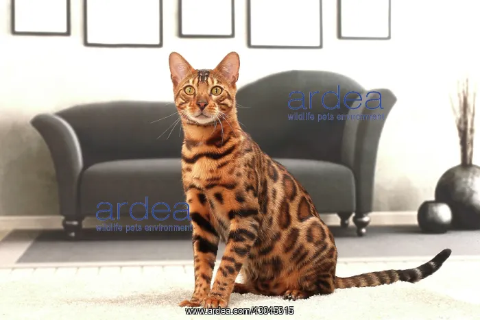  : Cat Bengal