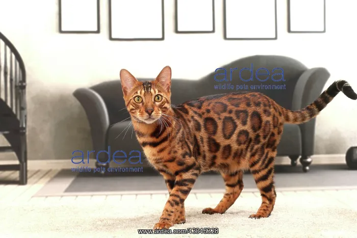  : Cat Bengal