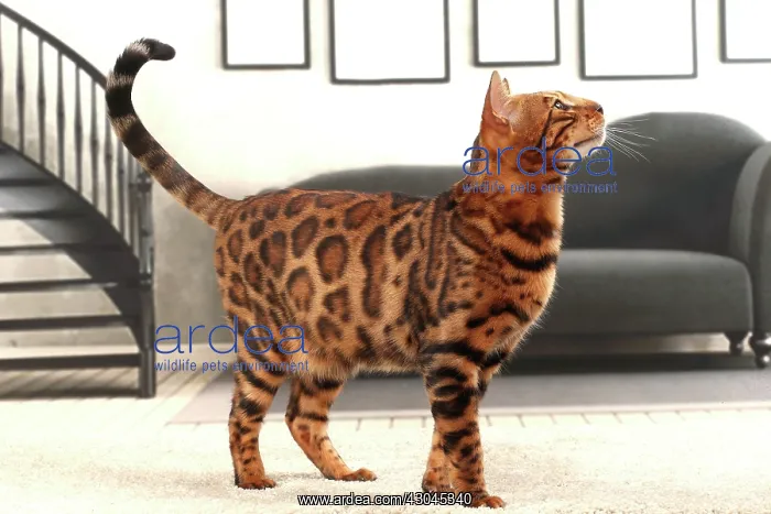  : Cat Bengal
