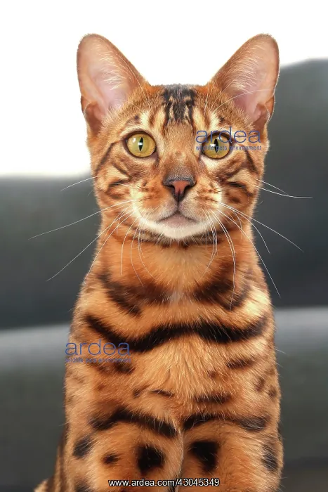  : Cat Bengal